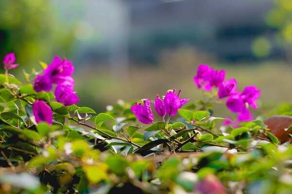 Cute pink flowers. The freshness of the forest. Bright greenery with flowers