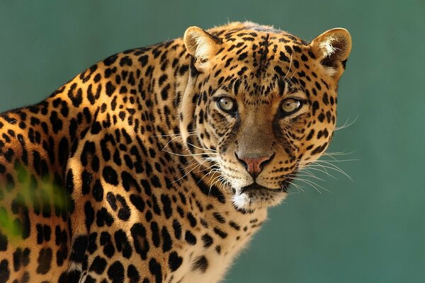 Ein Leopard ist schön, wenn er nicht auf Leggings ist