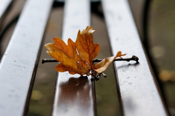 Branche de feuilles d automne sur un banc