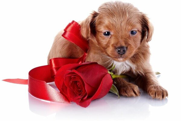 Dog puppy with rose gift