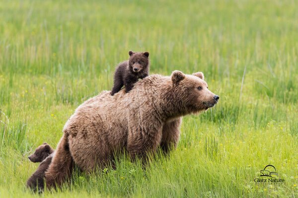 Madre de oso con pequeños cachorros