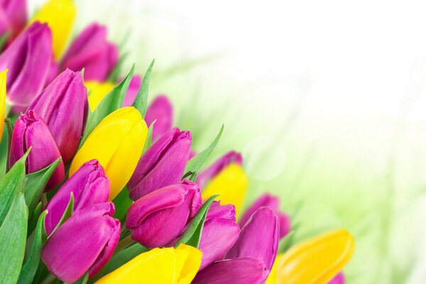 Bouquet of pink and yellow tulips