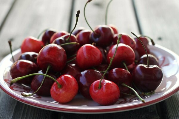 Grandes cerises juteuses et mûres