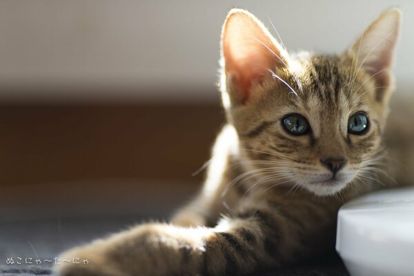 Rayas guapo gato tomando el sol