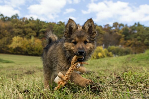 Petit chiot avec un jouet dans les dents