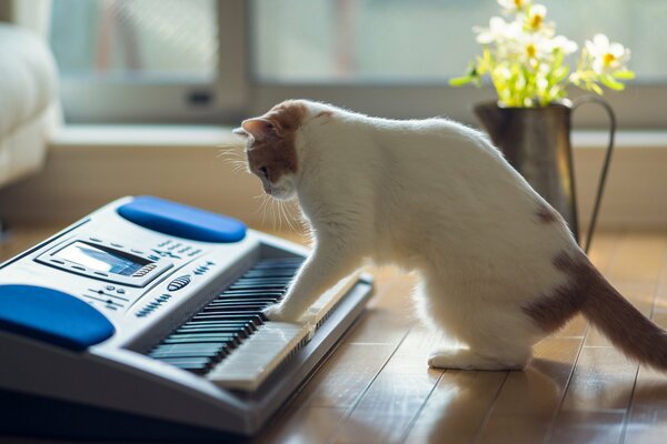 A cat on the floor of the house plays a synthesizer