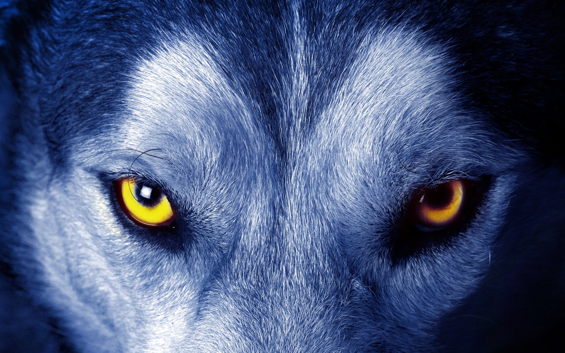 loup yeux regard laine