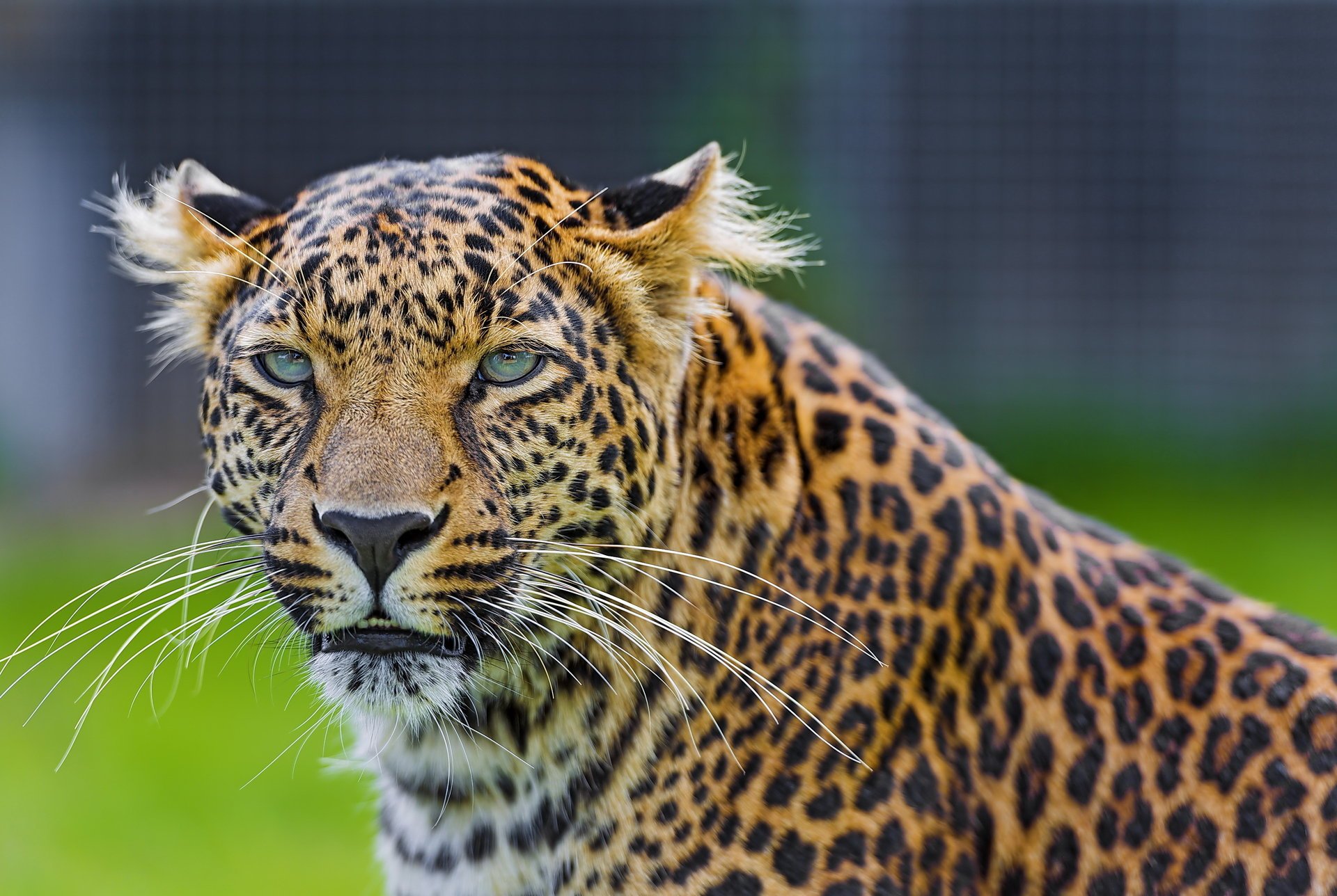 lampart wąsy leopard pysk drapieżnik spojrzenie