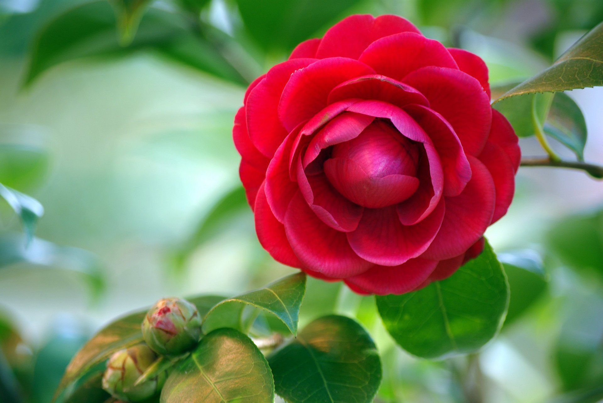 camelia rosso gemme foglie sfondo