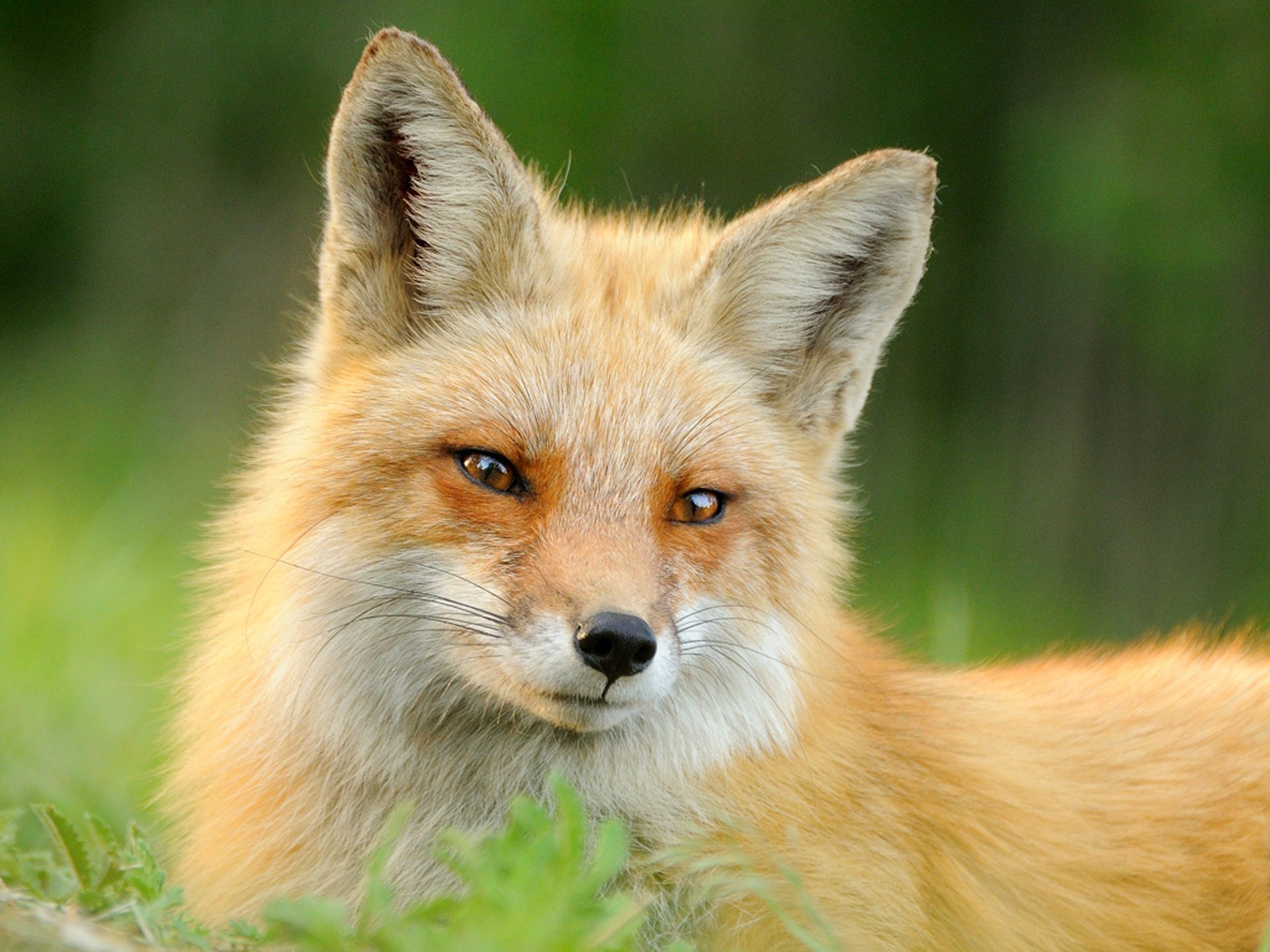 renard animal renard museau laine roux herbe été