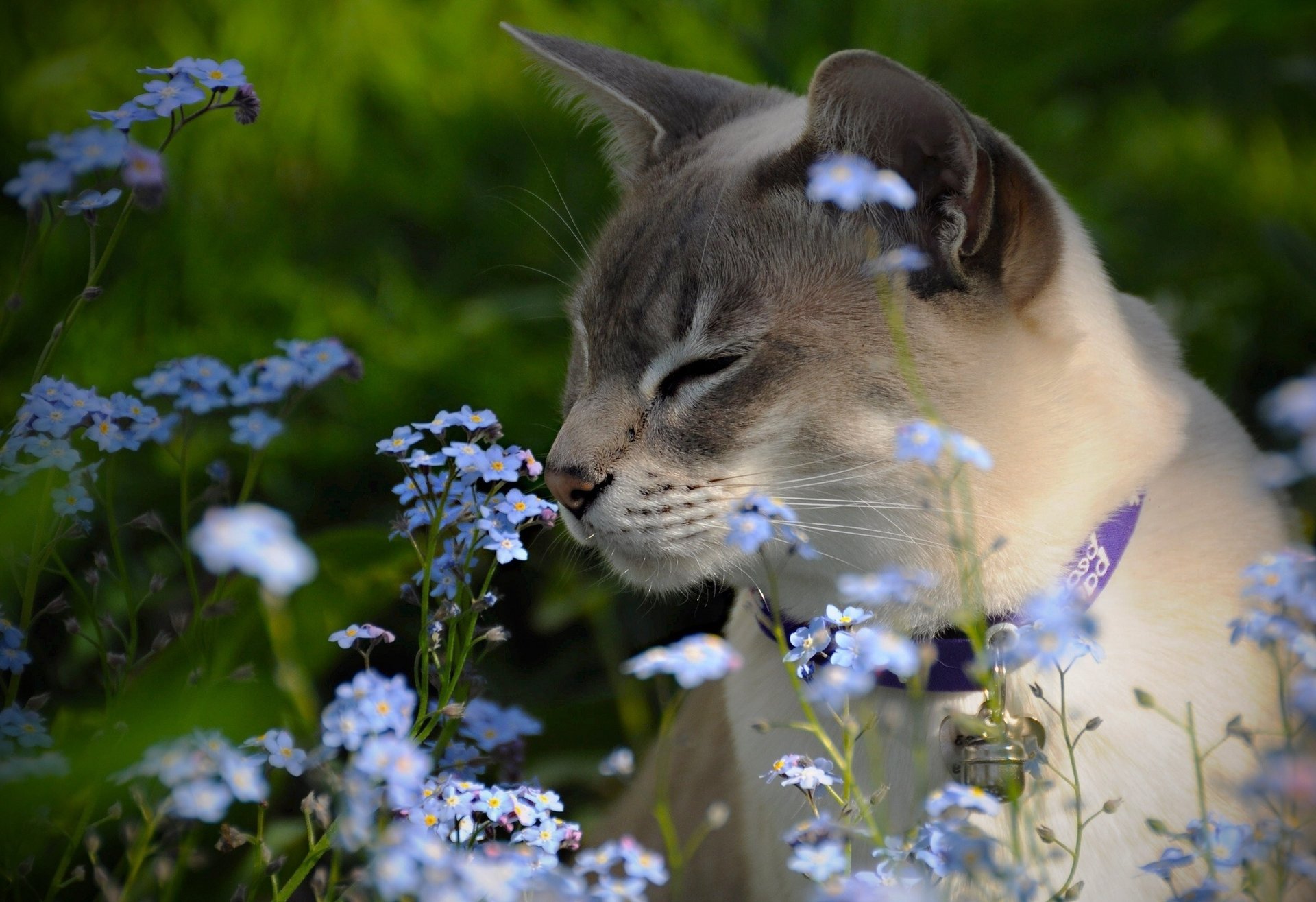 nontiscordardime tonkinesi gatto del tonchino fiori