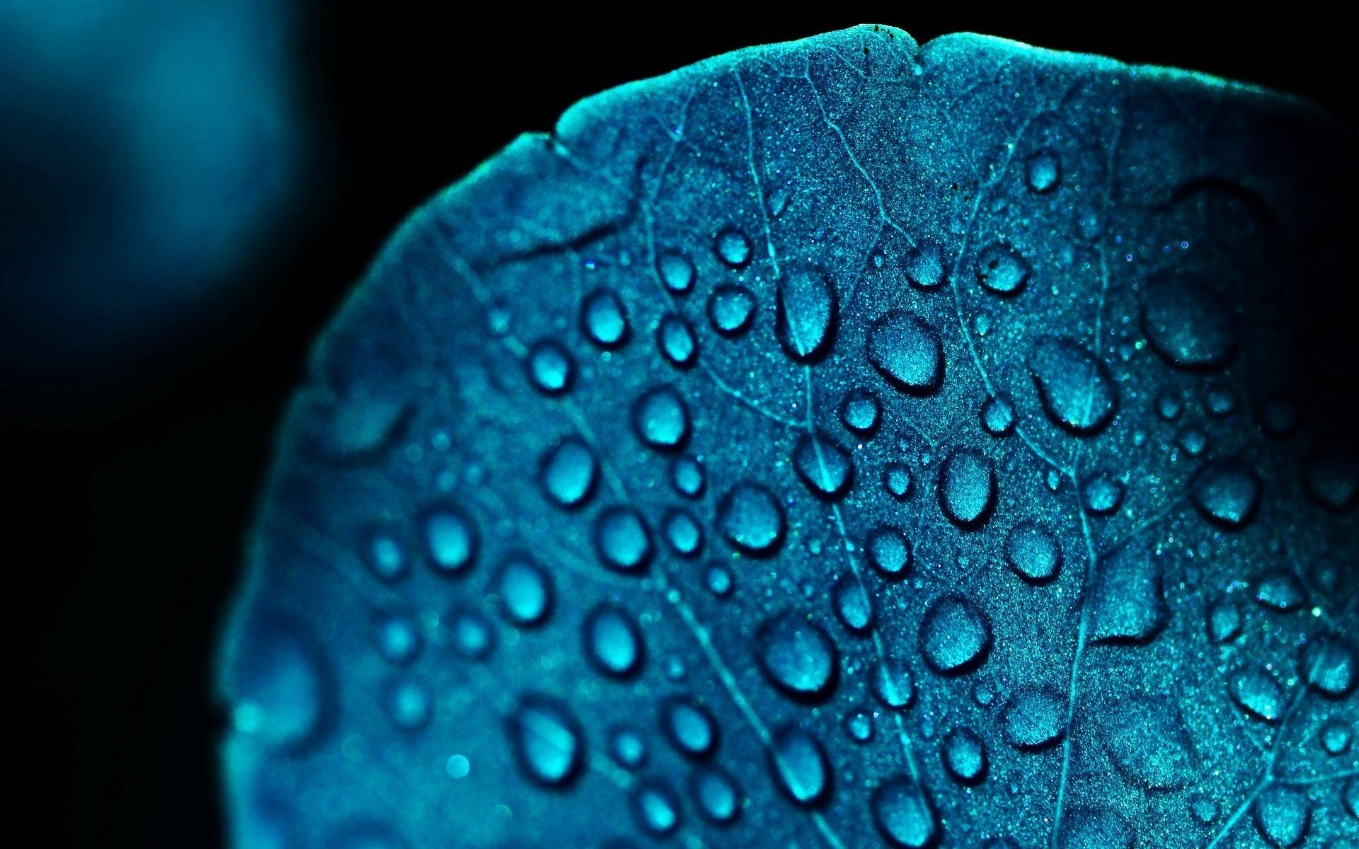 gros plan bleu goutte feuilles feuille bleu feuille