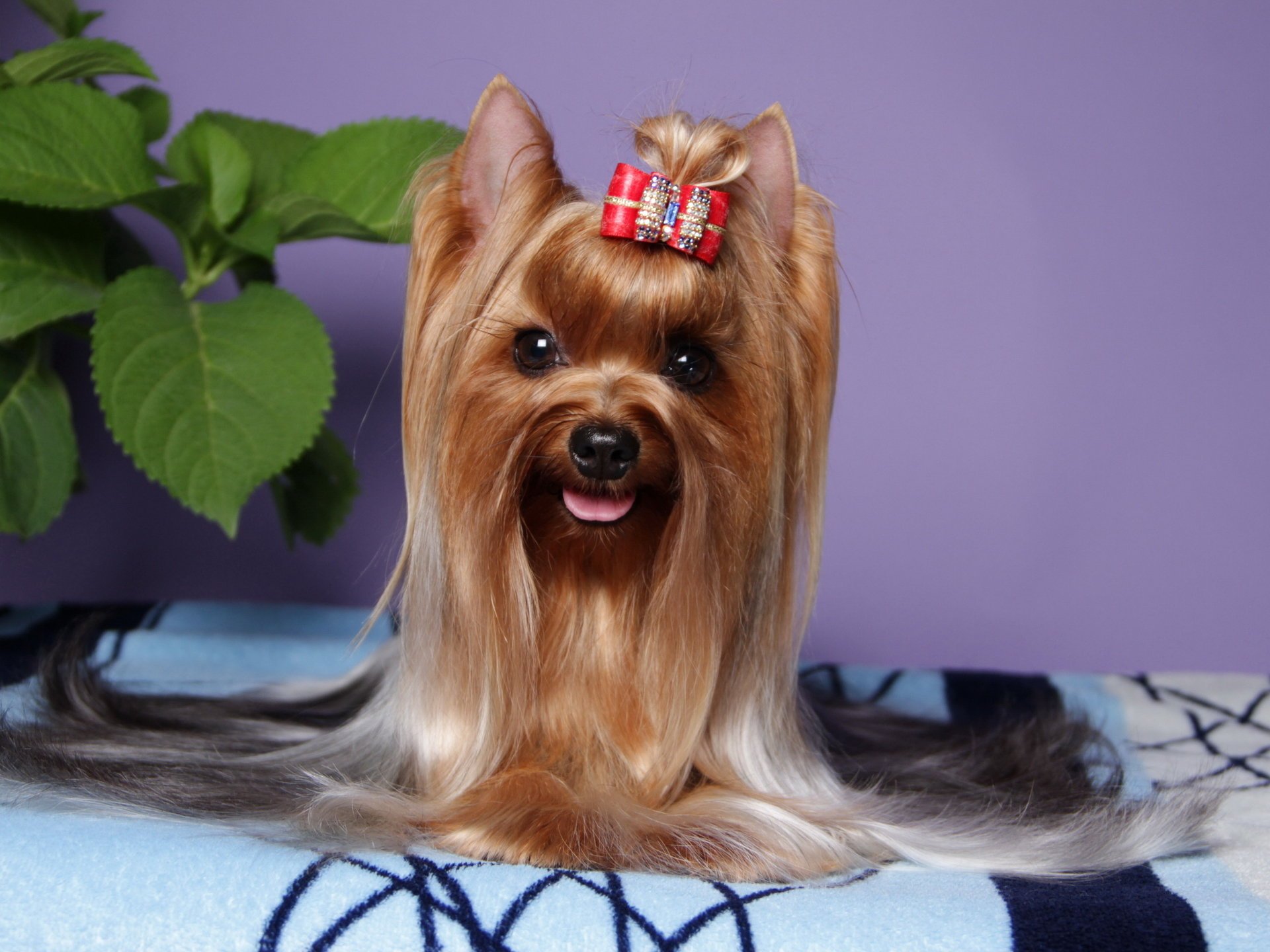 yorkshire terrier hund tiere foto blick