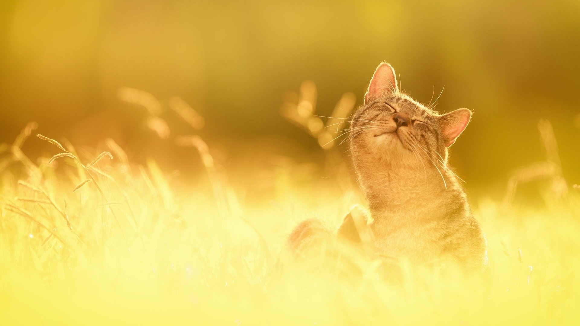 chat herbe nature bonheur soleil