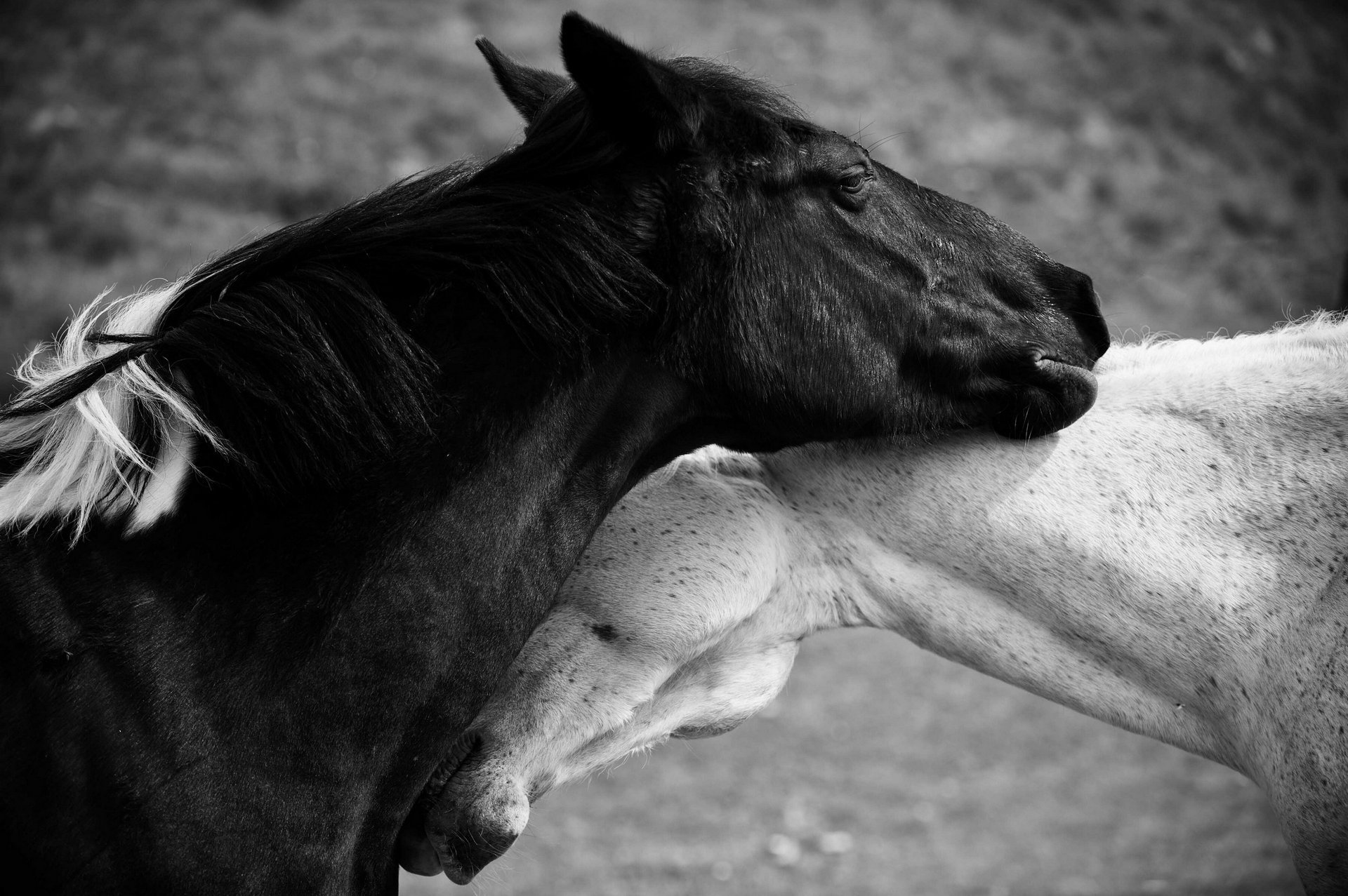 cavallo foto in bianco e nero cavallo amore