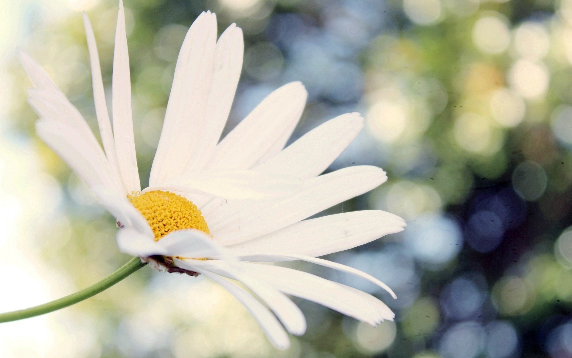 bianco camomilla camomilla macro fiore fiore fiori