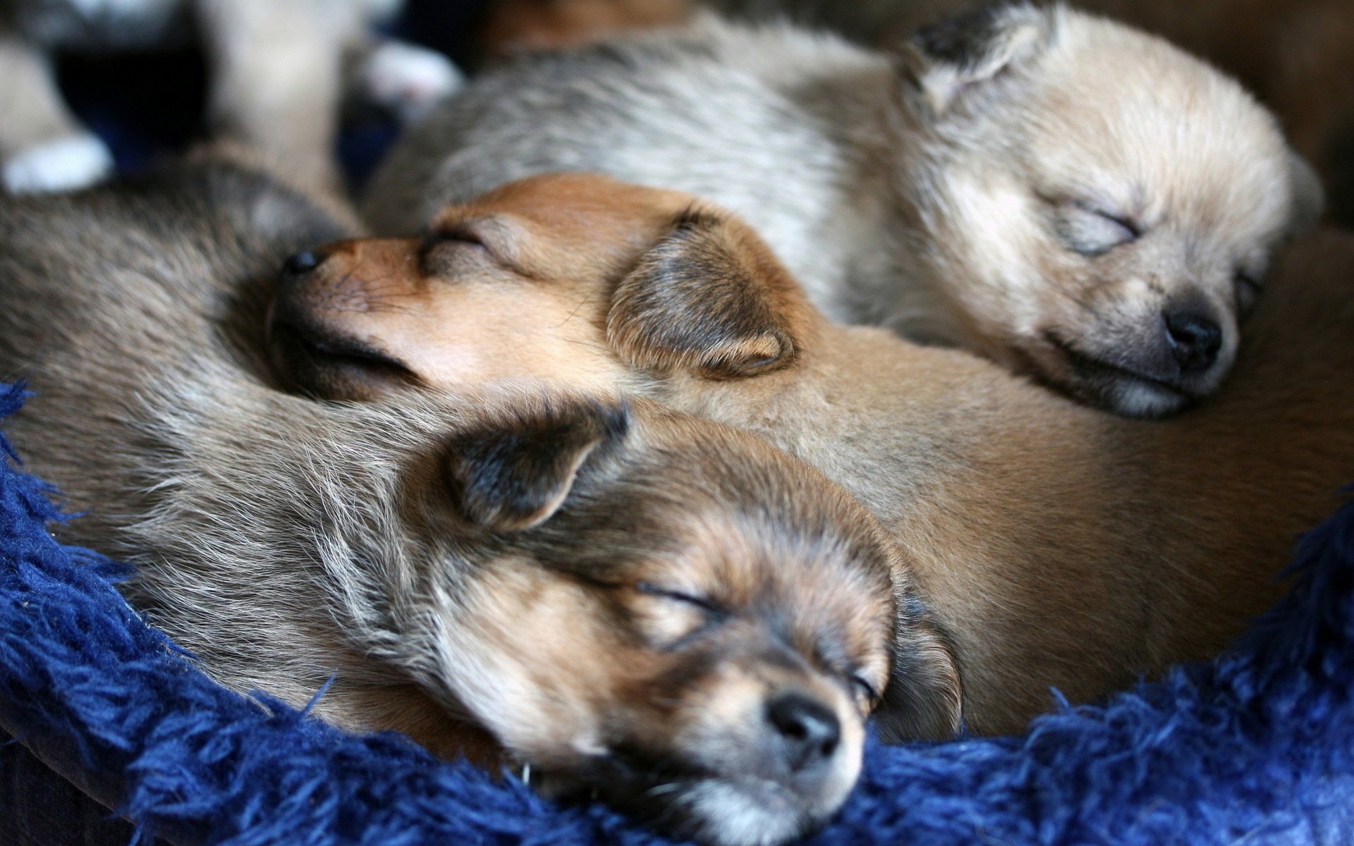 perros cachorros comodidad