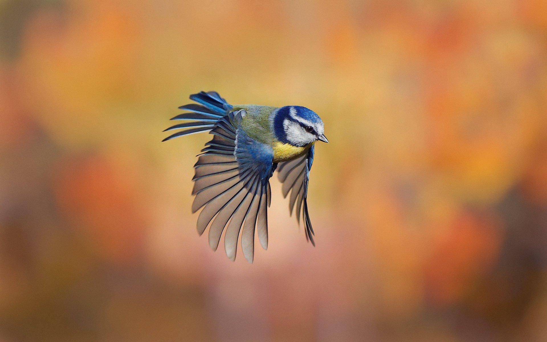 pájaro palo de rosa tit fondo vuelo