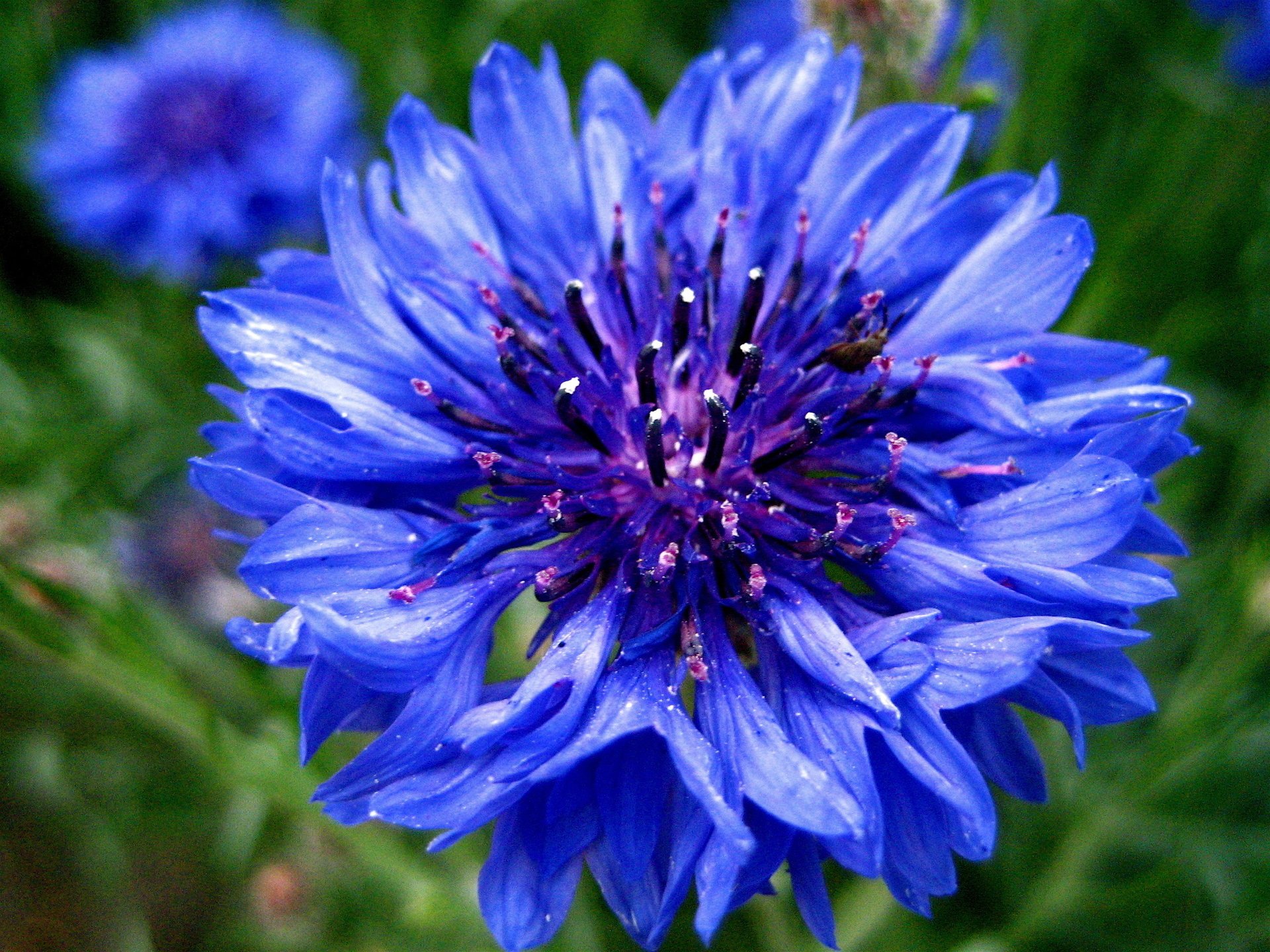 centaurea cornflower васильки синий василек голубой цветок