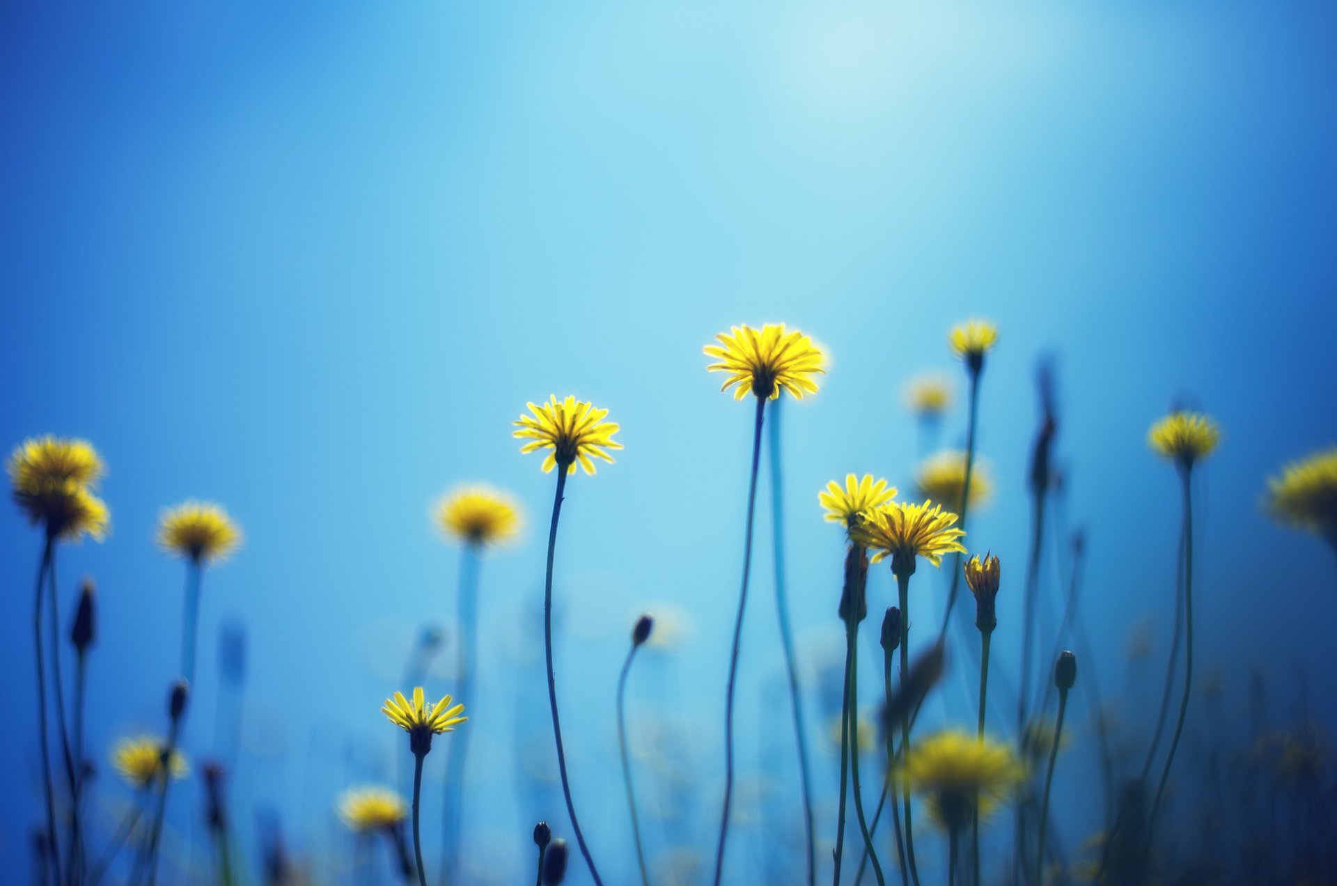 fiori fiori carta da parati blu giallo sfondo