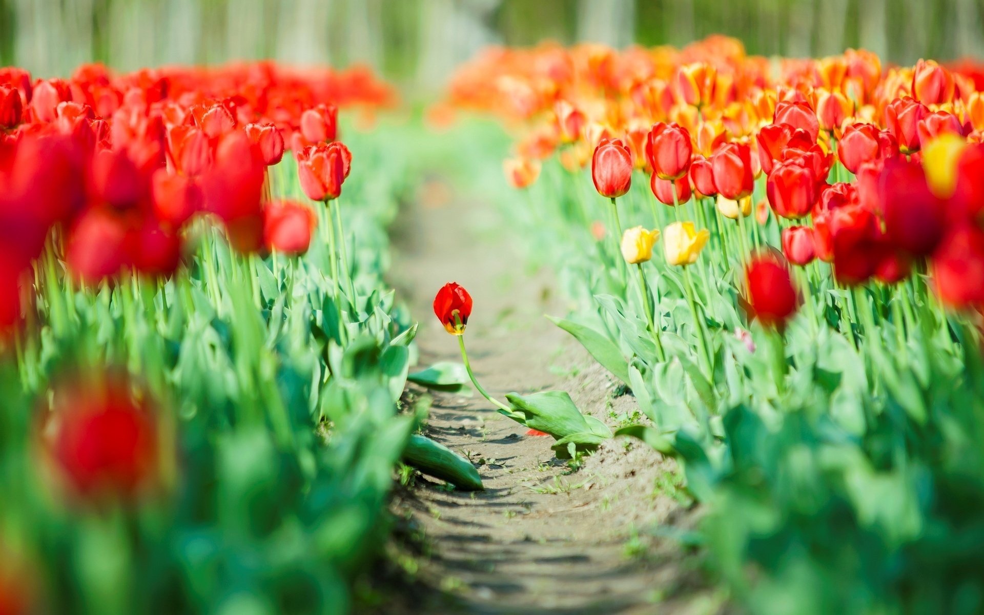 rot hintergrund tulpen blätter grün flowers blumen