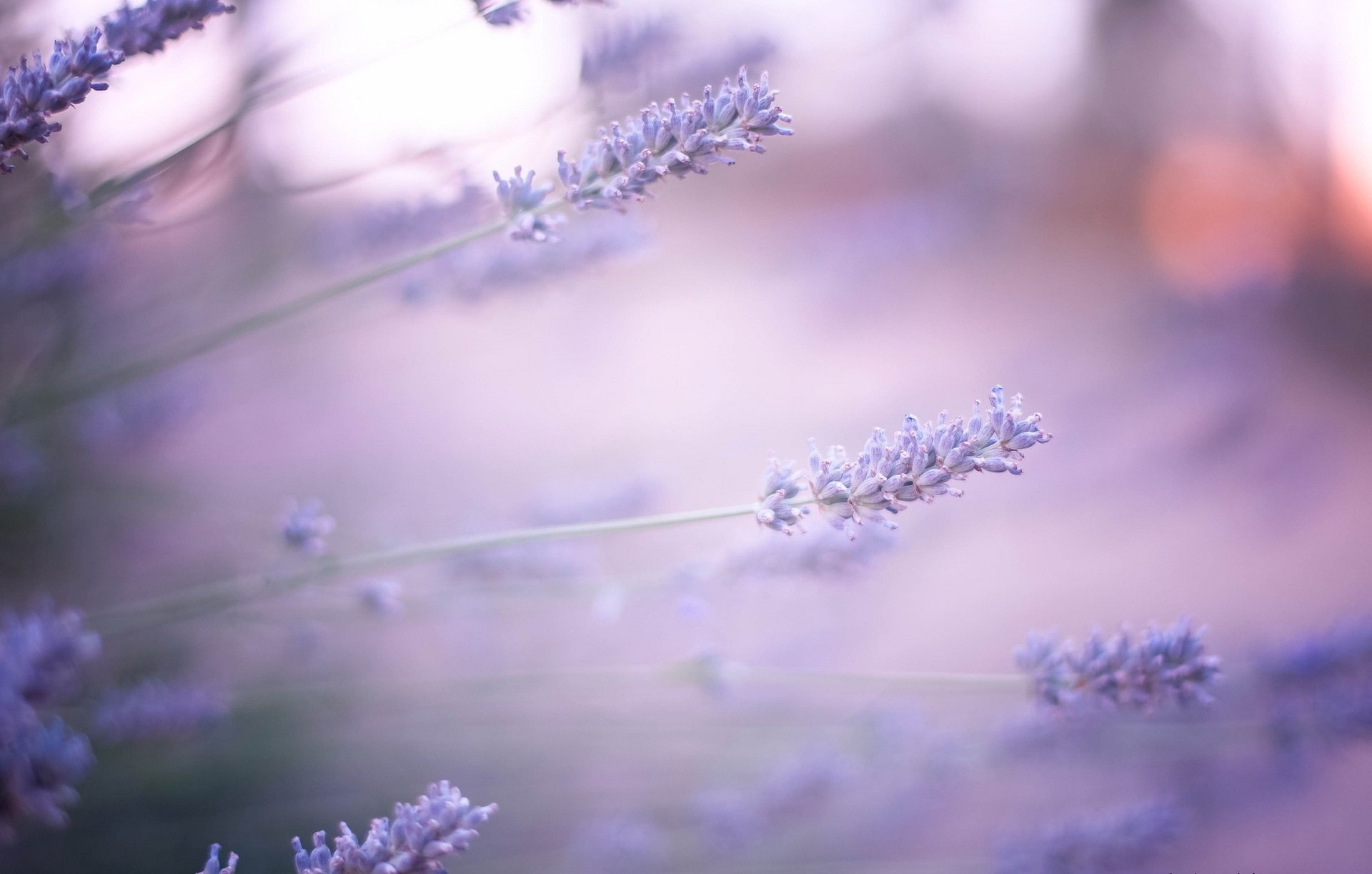 lavanda lila reflejos flores desenfoque