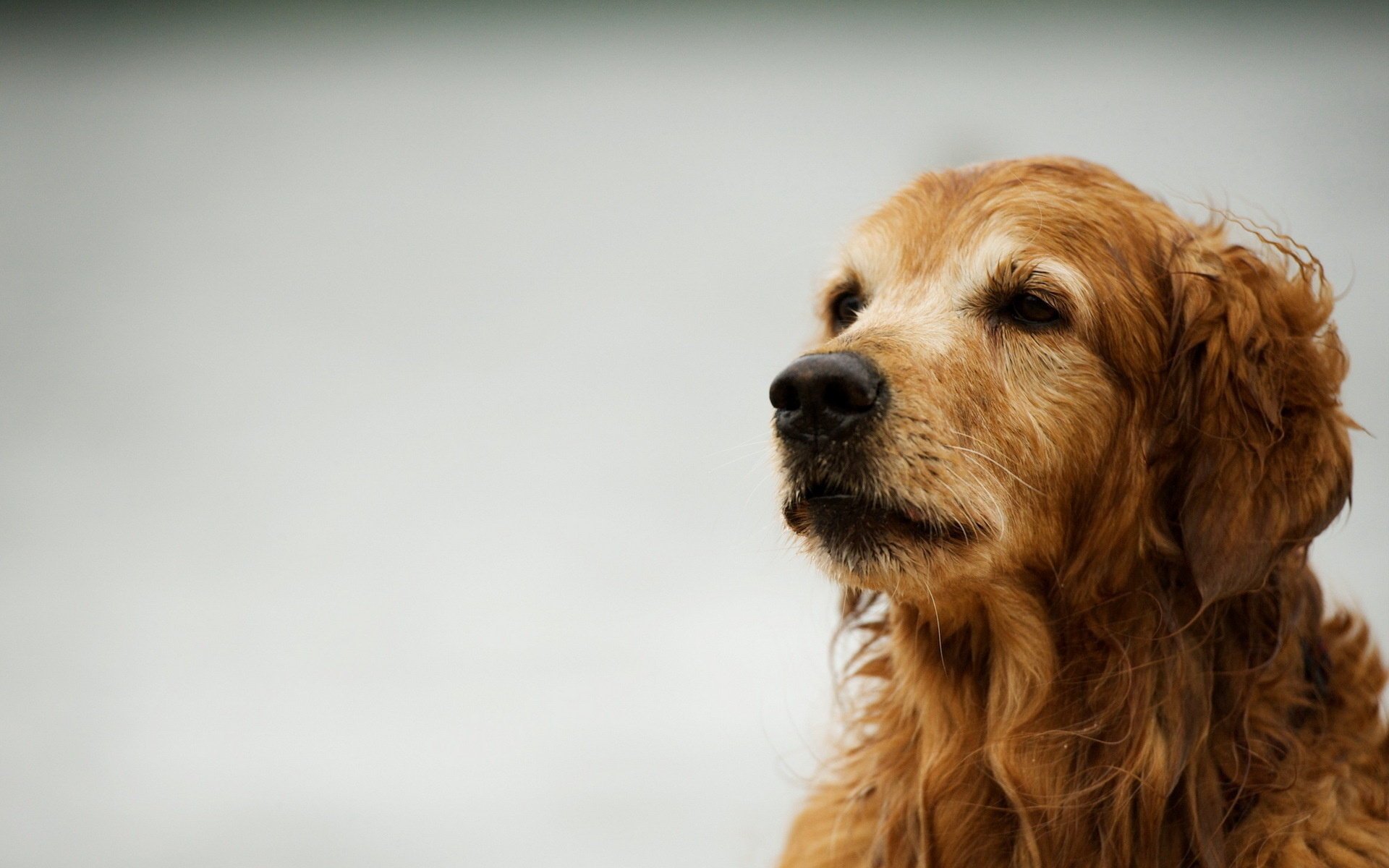 perro retriever fondo