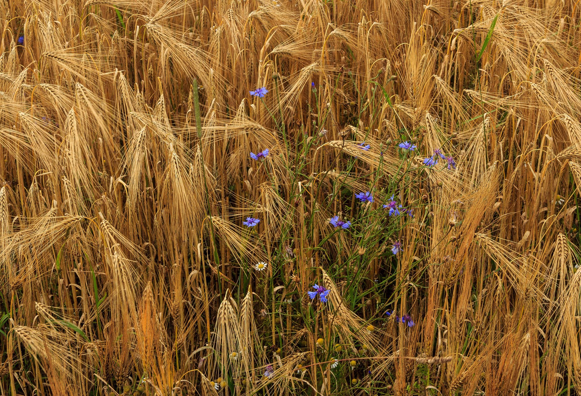 blumen weizen ähren gänseblümchen kornblumen