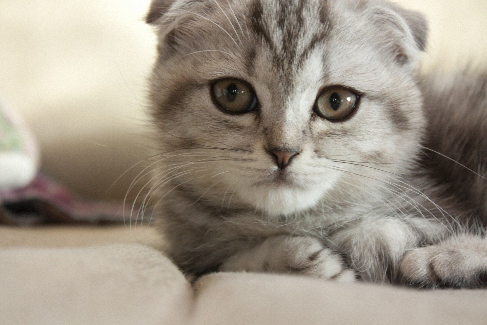 cat grey cat lying down muzzle