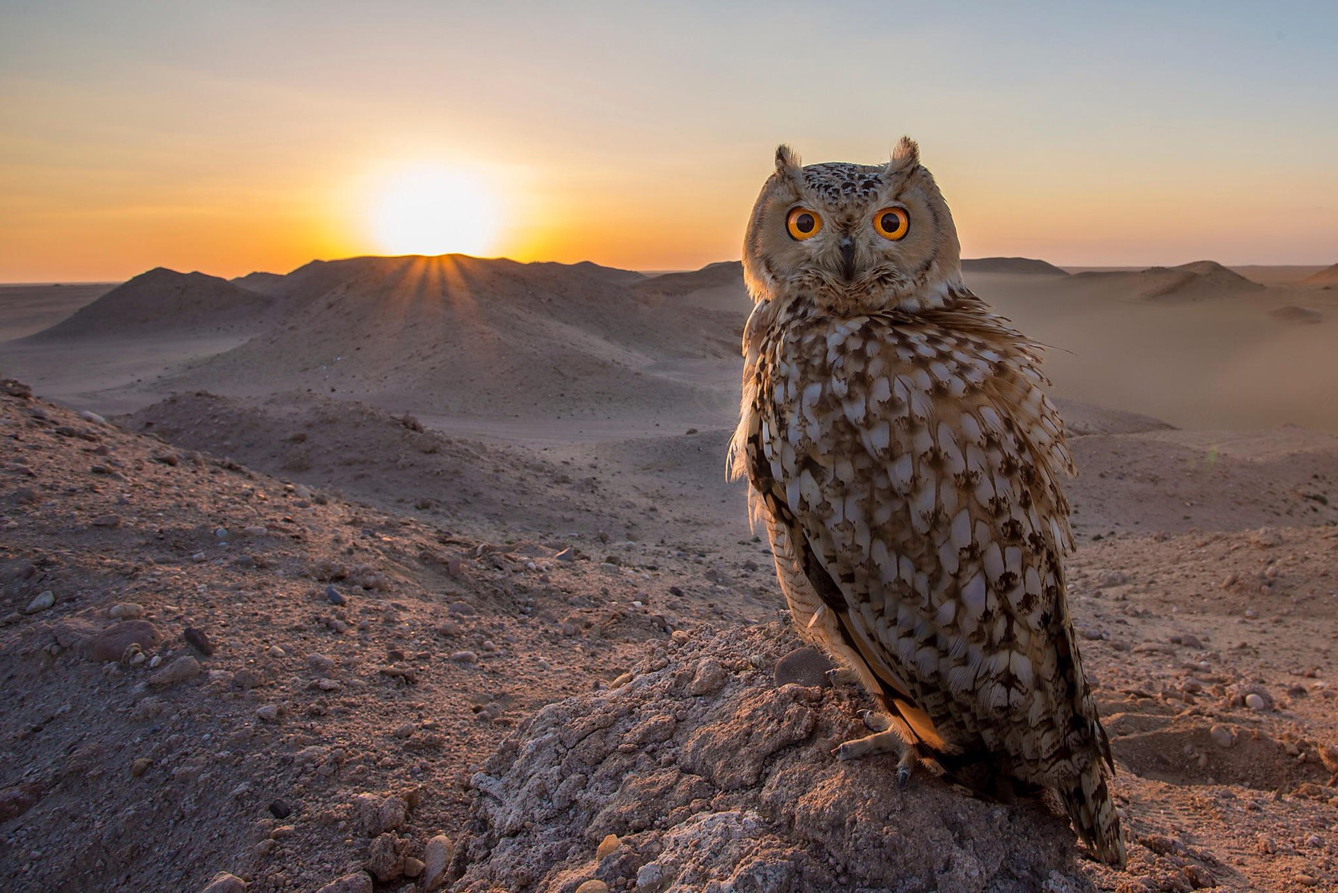 oiseau hibou coucher de soleil