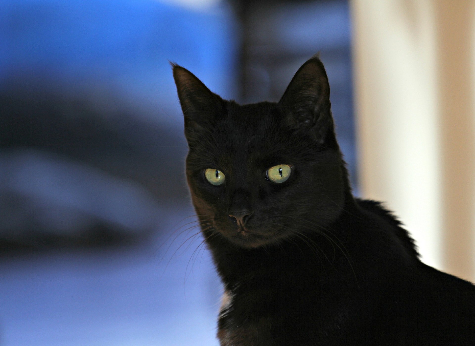 katze blick schwarz hintergrund