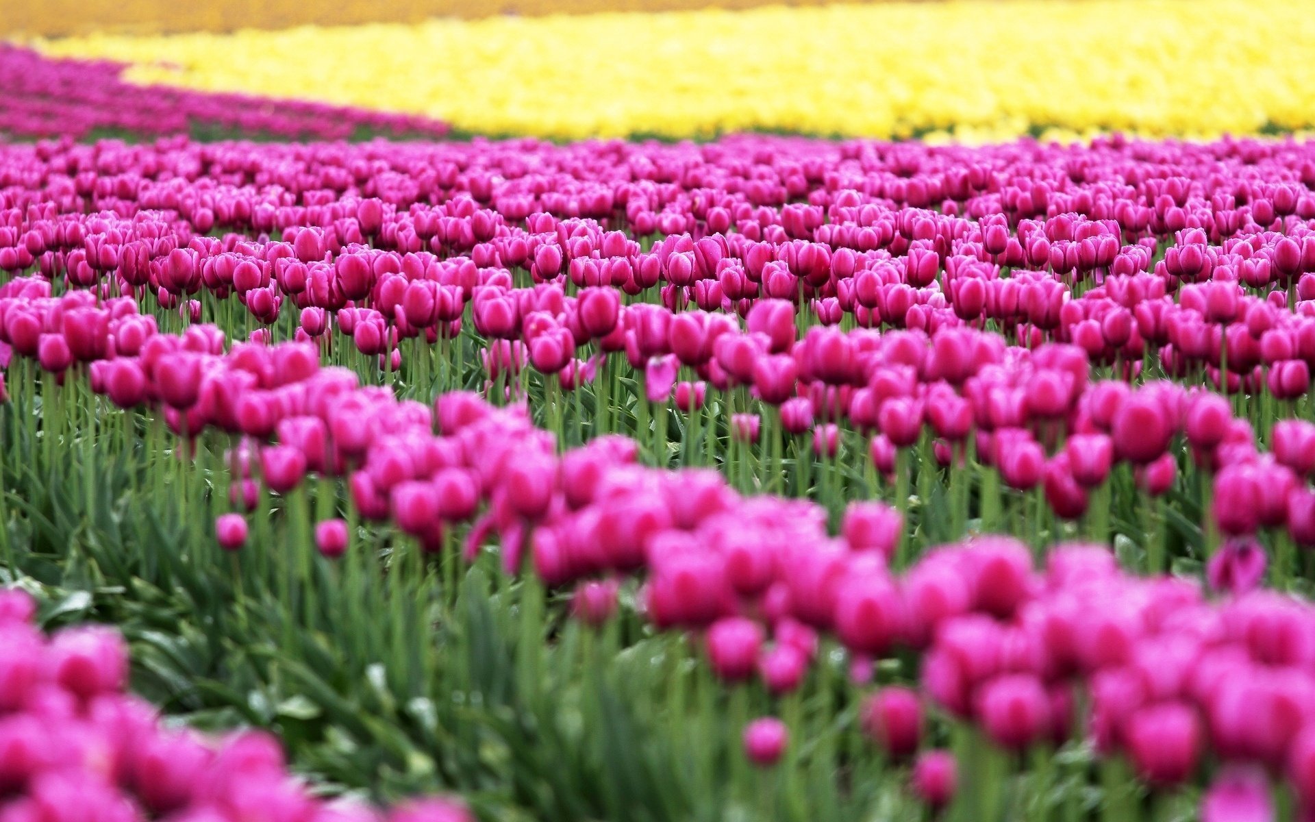 tulips field pink nature flowers flower