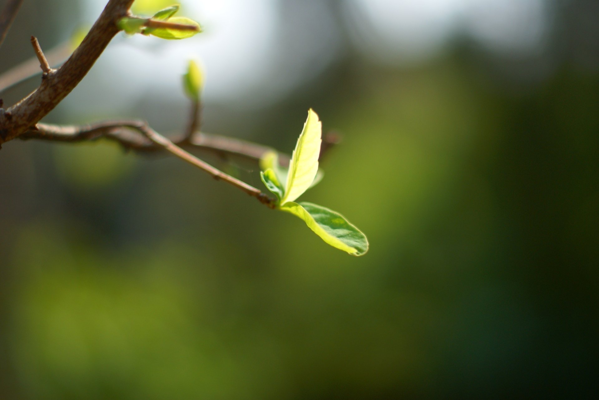 macro fond vert feuille arbre branche feuille