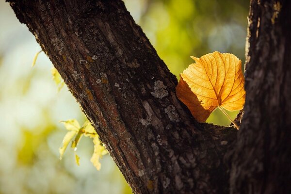 Foto eines gelben Blattes auf einem Baum