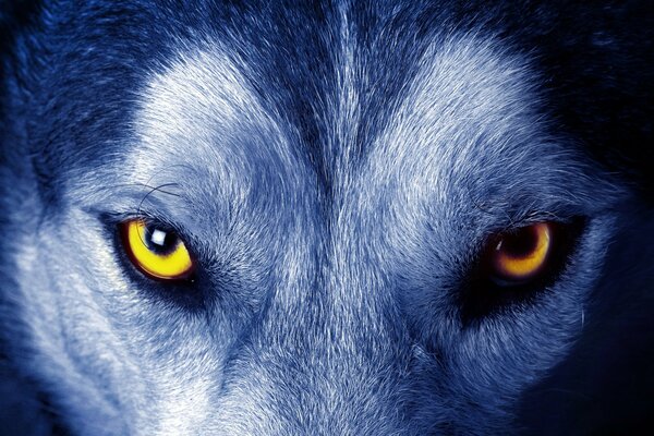 Le regard jaune des yeux de loup