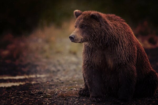 Спокойно сидящий бурый медведь