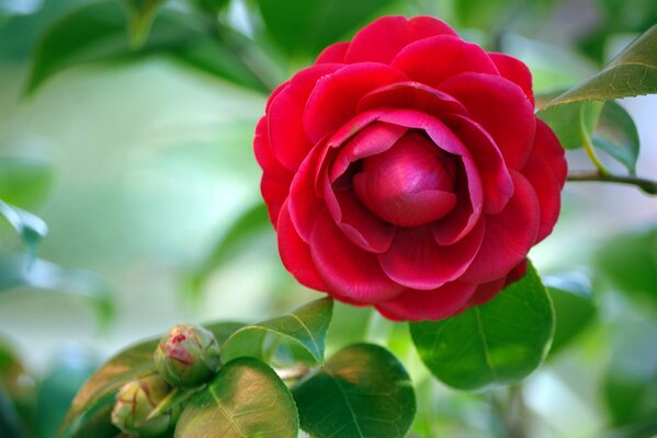 Rote Kamelien-Knospe auf grünem Laubhintergrund. Rote Blume. Kamelie. Sommer-Tapete