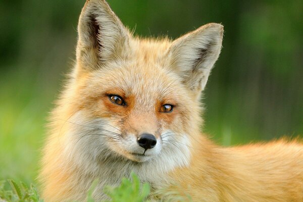 A red fox in the green grass