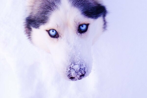 Bel Husky dagli occhi azzurri sulla neve