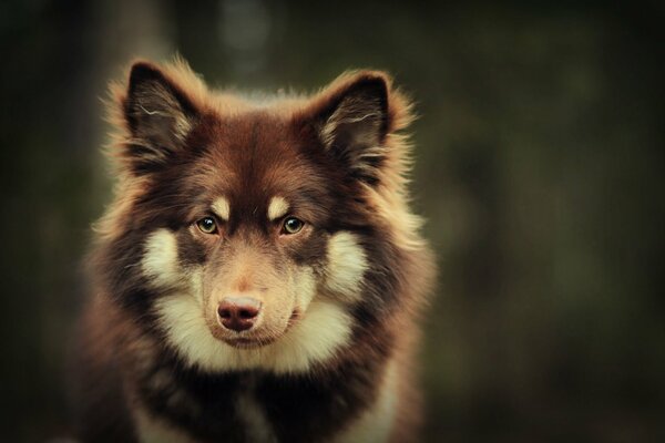 A beautiful dog on a blurry background