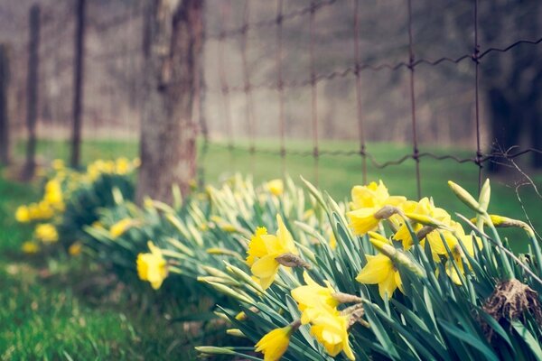 Jonquilles jaunes sur fond de clôture