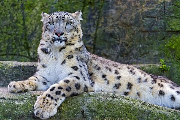 Léopard des neiges nommé Irbis avec un beau regard