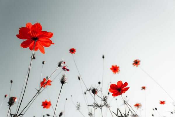 Fondo de pantalla con flores rojas en el fondo del cielo