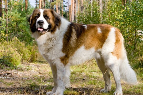 A guard dog walks through the autumn forest