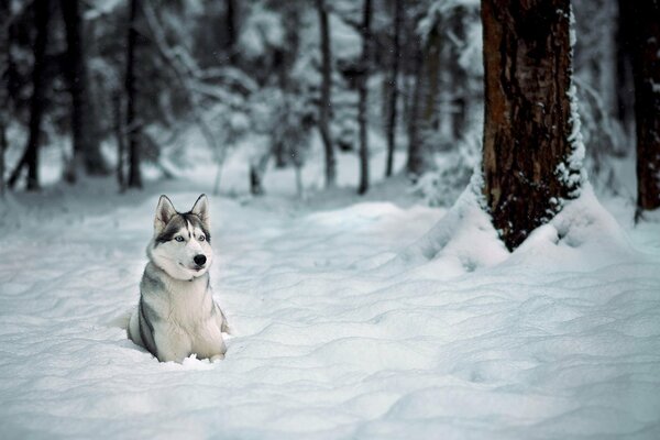 Perro sentado en la nieve en el bosque