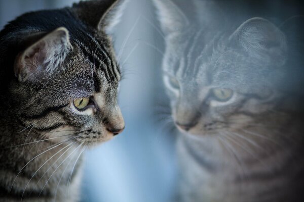 Reflejo de un hermoso gato rayado