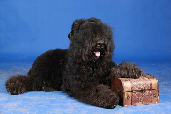 Russian black terrier on a blue background