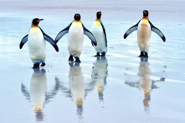 Pingwiny królewskie biegają po wodzie