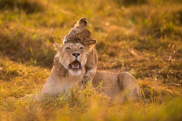 Maman lionne avec bébé lionne