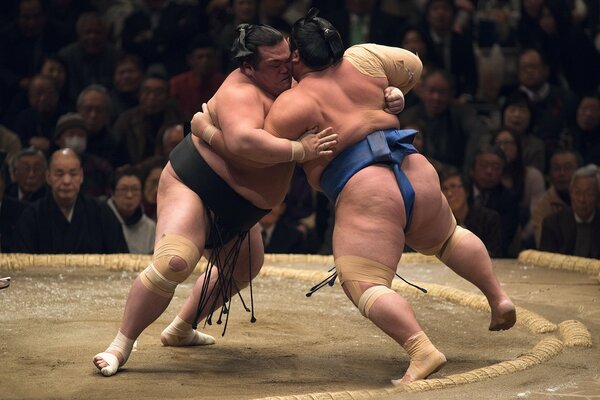 Due SUMO combattono una lotta intensa